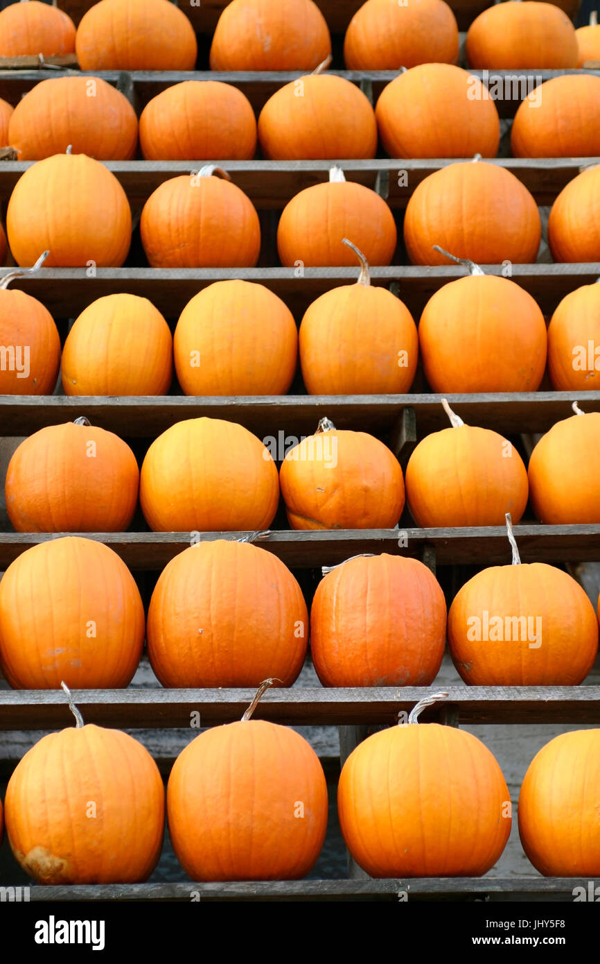 Pumpkins - Pumpkins, Kuerbisse - Pumpkins Stock Photo