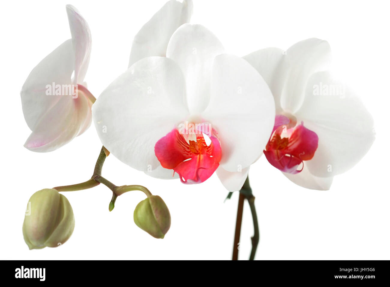 Orchid, Orchidee Stock Photo