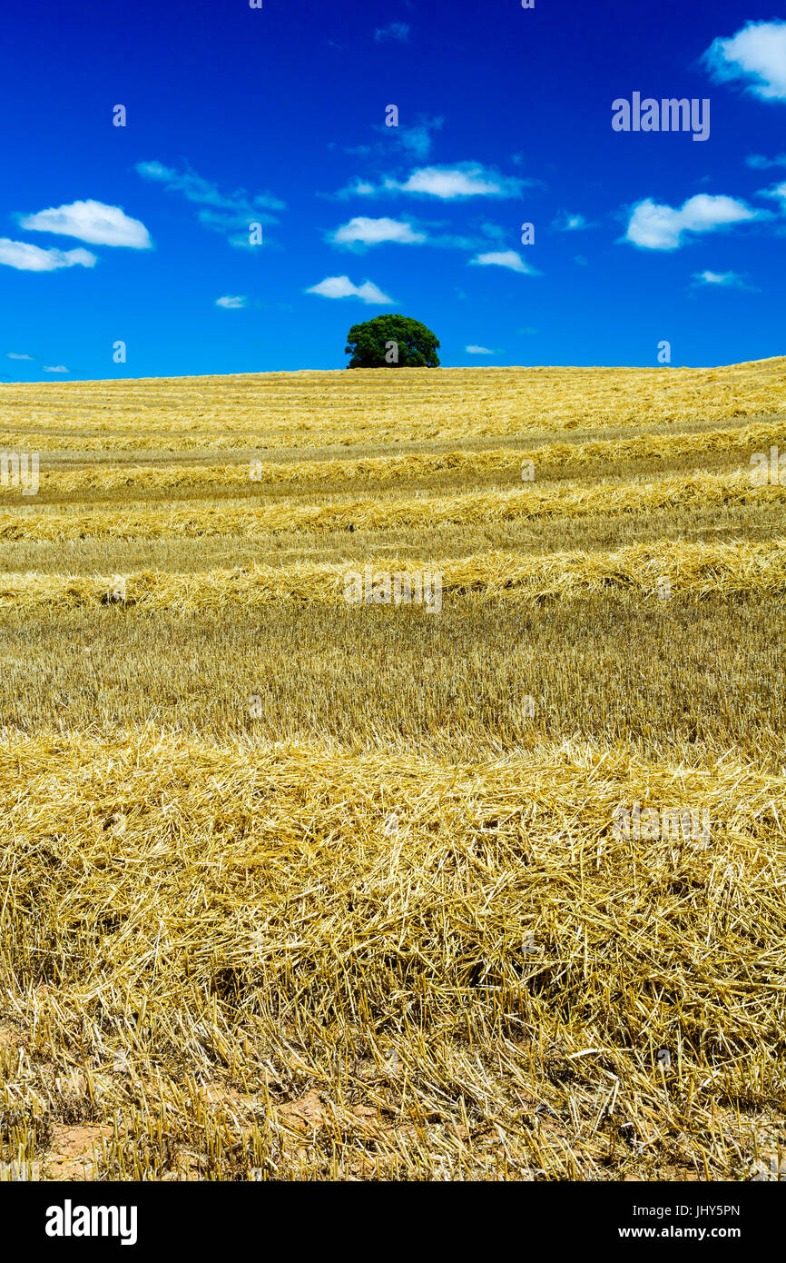 Cereal harvest farming hires stock photography and images Alamy