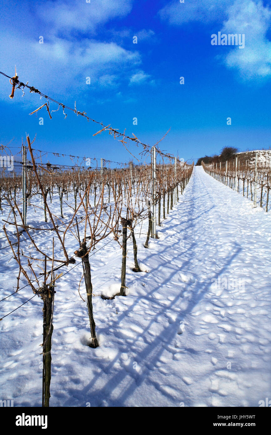 Vineyard in winter, Weinberg im Winter Stock Photo