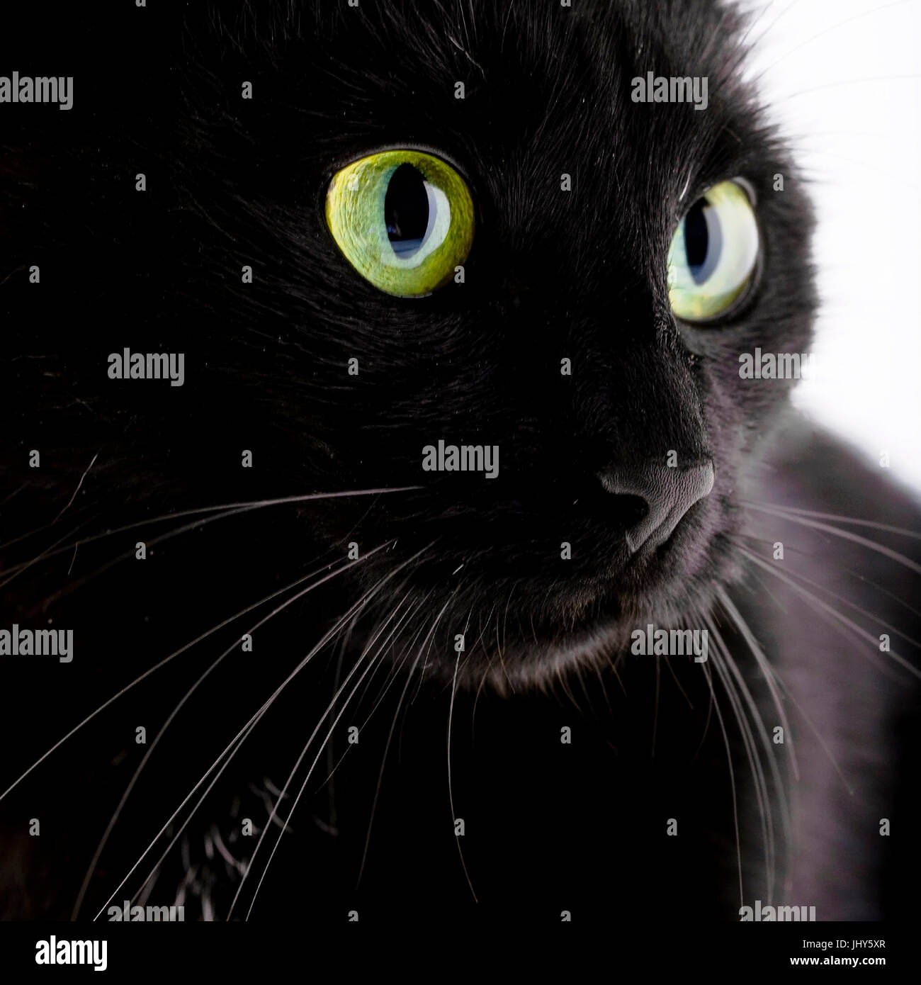 Portrait of a black cat, Portrait einer schwarzen Katze Stock Photo