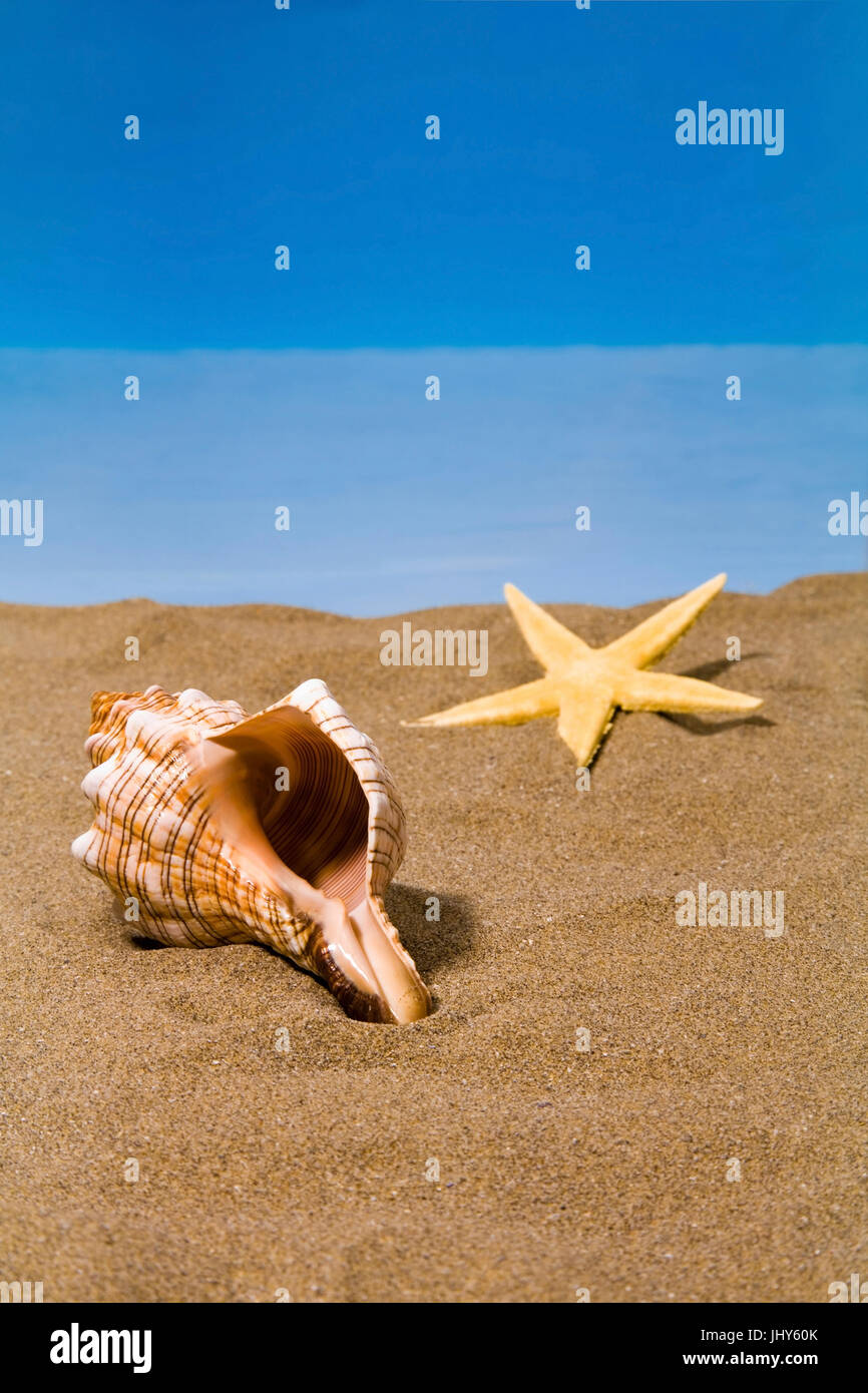 Musche and starfish on the beach, Musche und Seestern am Strand Stock Photo