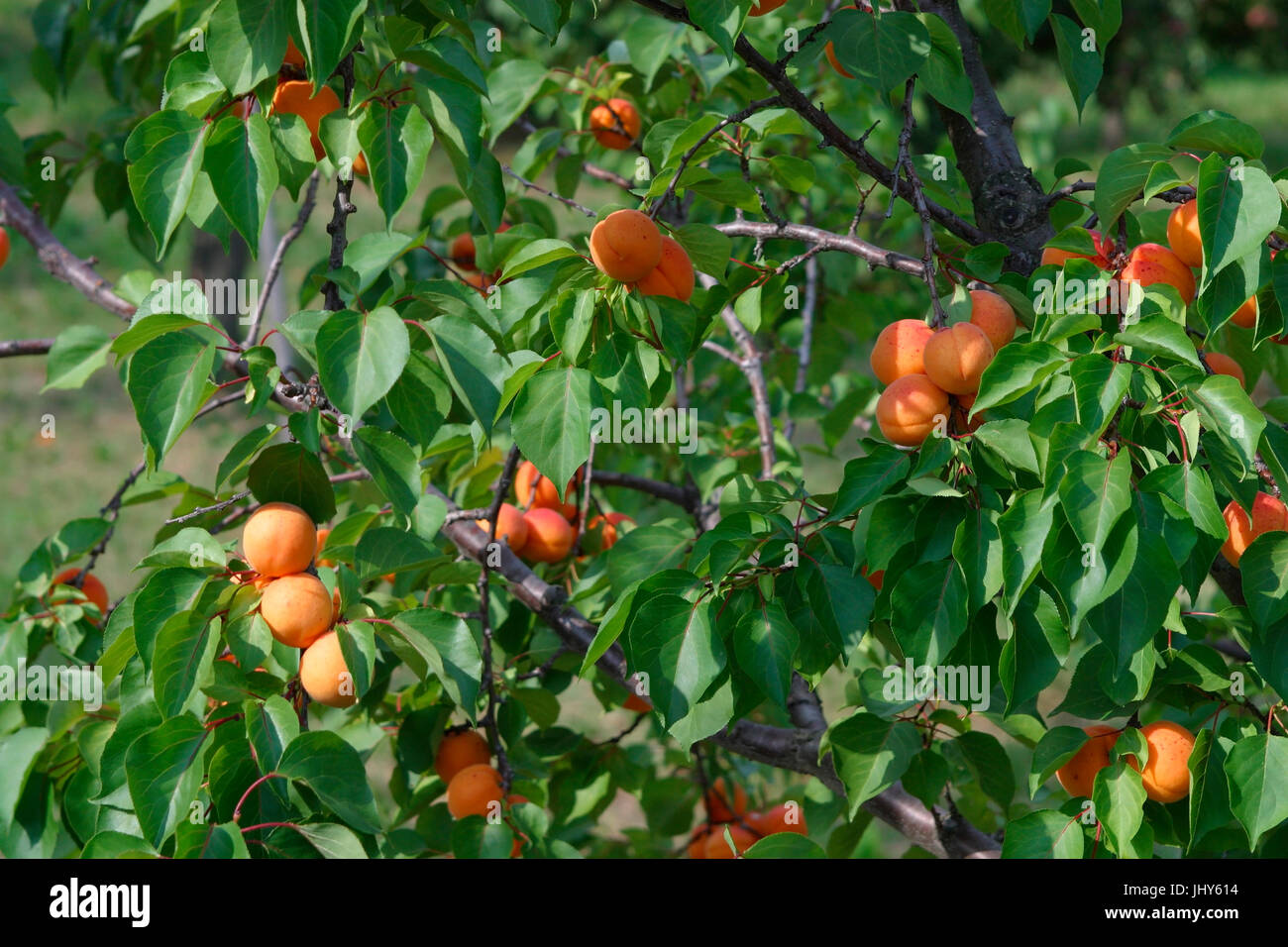 Apricot tree, Wachauer apricots, Wachau, Lower Austria, Austria - apricot, Wachau region, Lower Austria, Austria, Marillenbaum, Wachauer Marillen, Nie Stock Photo