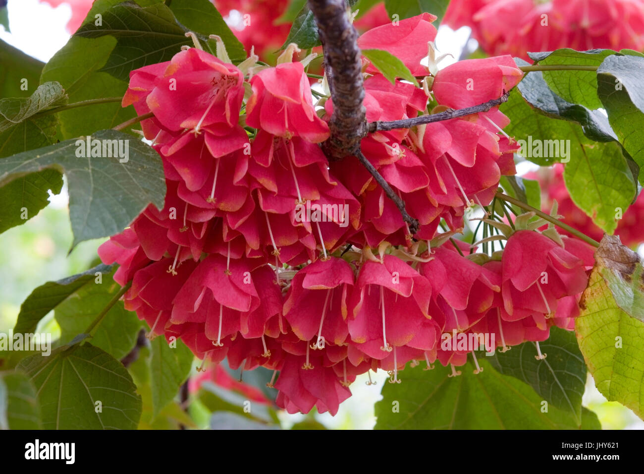 Hydrangea tree (Dombeya cacuminum), botanical garden, Funchal, Madeira, Portugal, Hortensienbaum (Dombeya cacuminum), Botanischer Garten Stock Photo