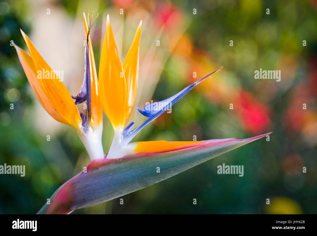 Strelitzie, bird's of paradise flower, Madeira, Portugal - Bird-of-paradise flower, Madeira, Potrugal, Paradiesvogelblume Stock Photo