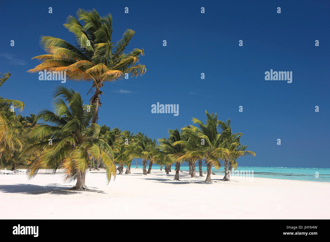Coconut trees on the sandy beach with Punta Cana, the Dominican Republic, the Caribbean