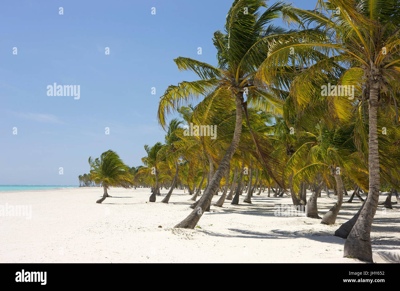 Coconut trees on the sandy beach with Punta Cana, the Dominican