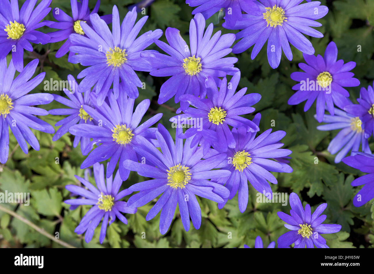 Lila anemone hi-res stock photography and images - Alamy