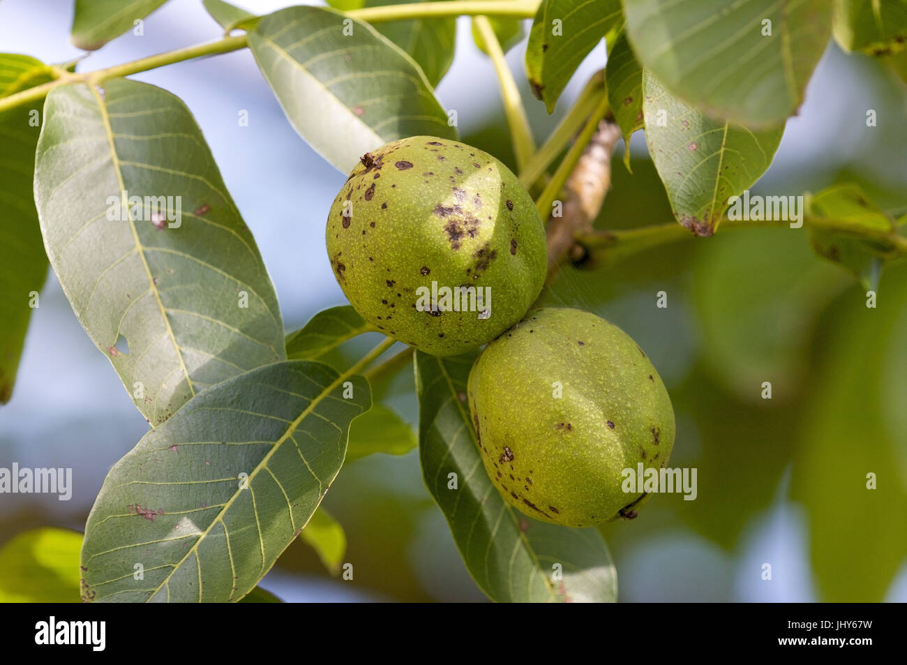 two walnuts in the tree two walnuts on a tree, zwei WalnuÃàsse am