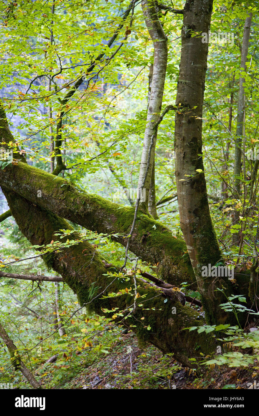 Ba ume in early autumn, O ? ss ? sterreich, Niedero ? ss ? sterreich, nature reserve O ? ss ? tscher Torma uer - Trees in early autumn, Austria, Lower Stock Photo