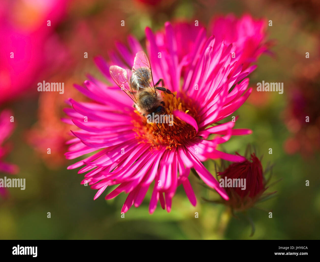 Bee on pink autumn aster - Bee on a pink aster, Biene auf rosa Herbstaster - Bee on a pink Aster Stock Photo