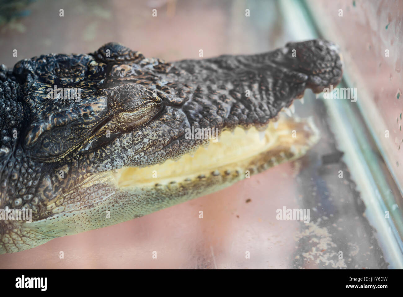 crocodile in a tank with the mouth opened Stock Photo