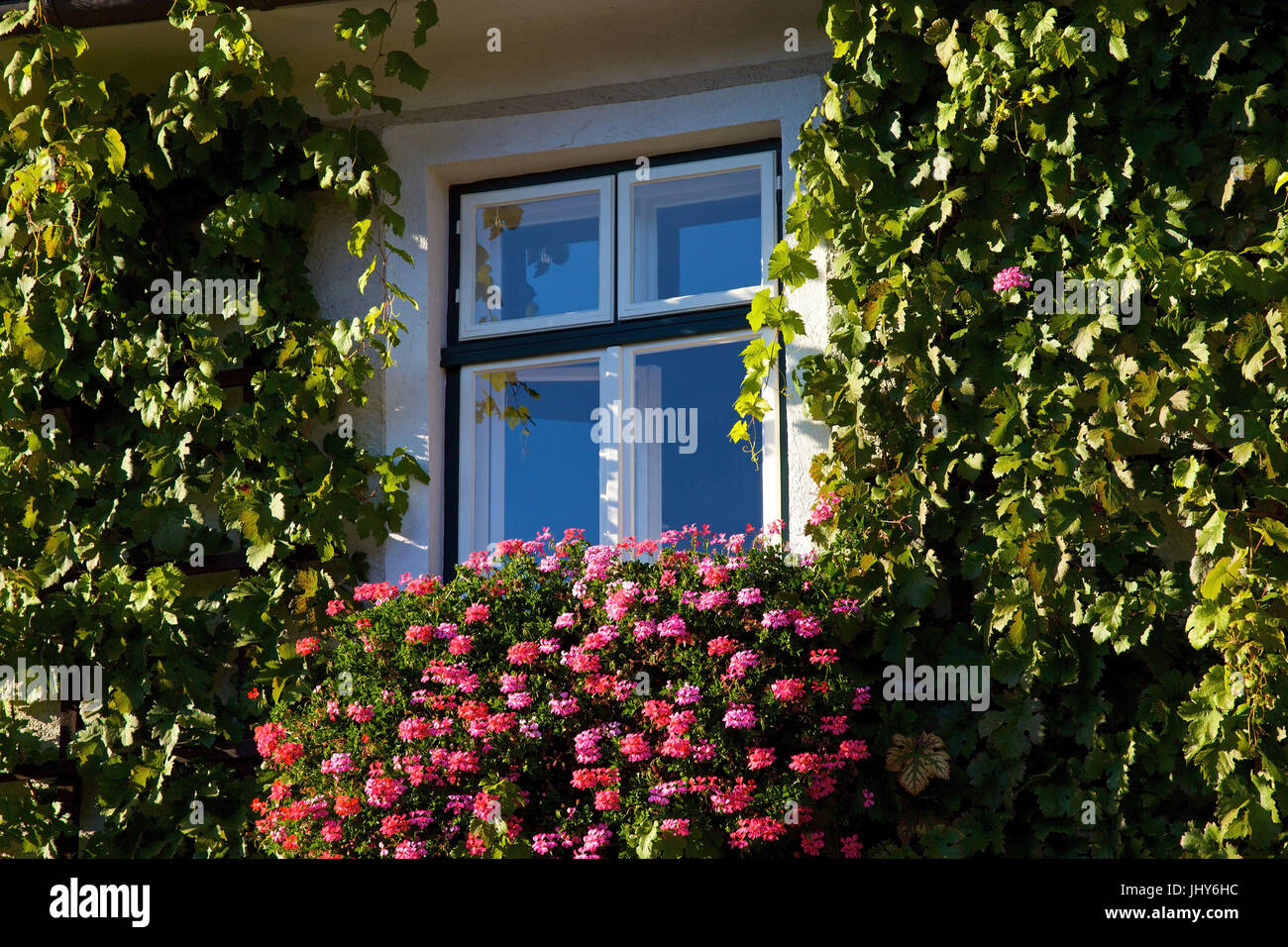 Flower-decorated window in spitz / the Danube, Austria, Lower Austria, Wachau - Window in spitz / the Danube, Austria, Lower Austria, Wachau region, B Stock Photo