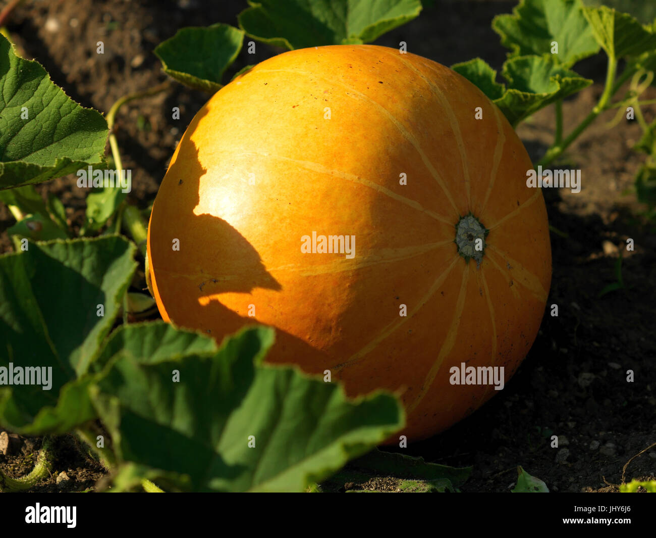 Pumpkin - Pumpkin, Kürbis - Pumpkin Stock Photo