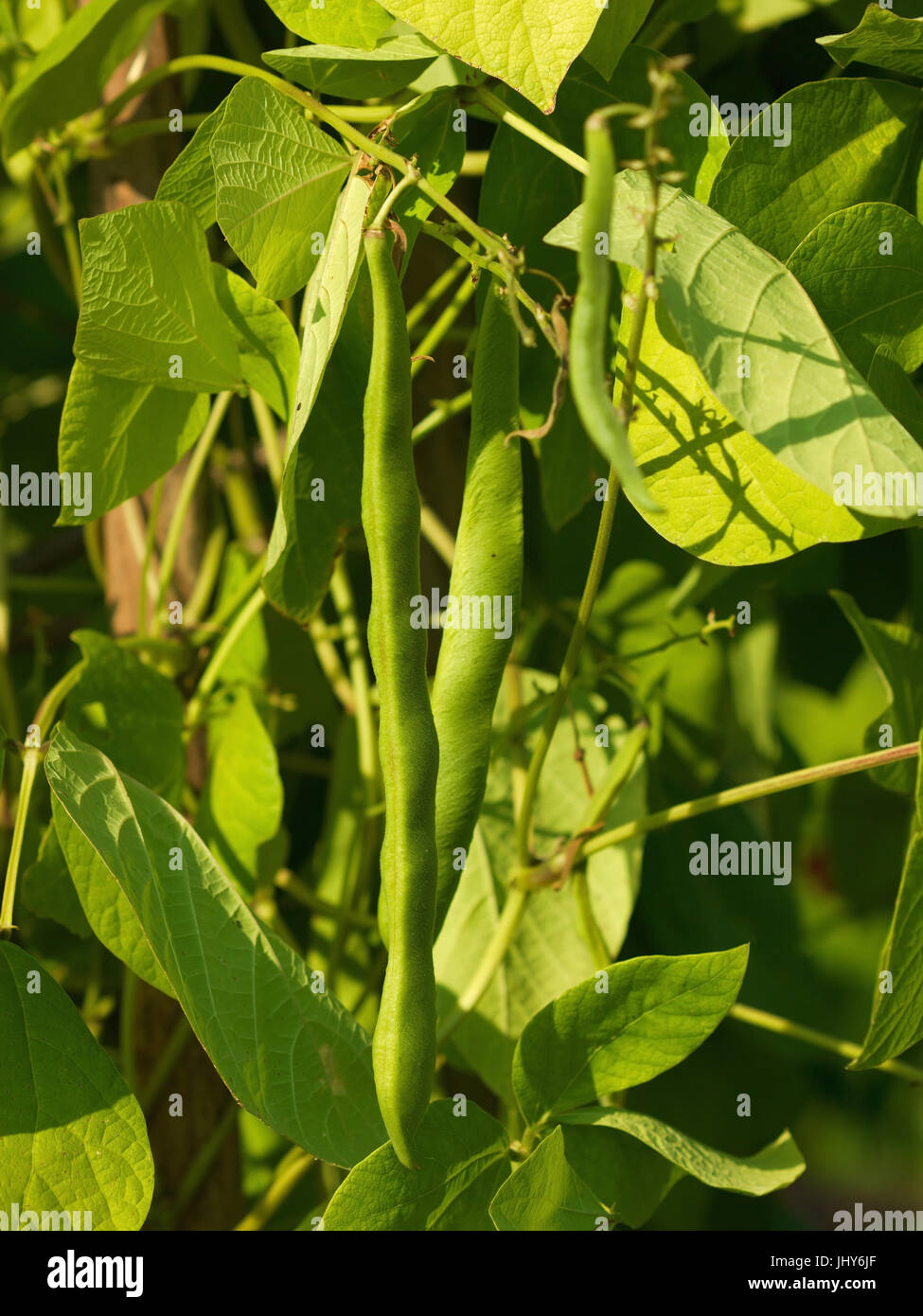 Beetle beans - Runner beans, Käferbohnen - Runner beans Stock Photo