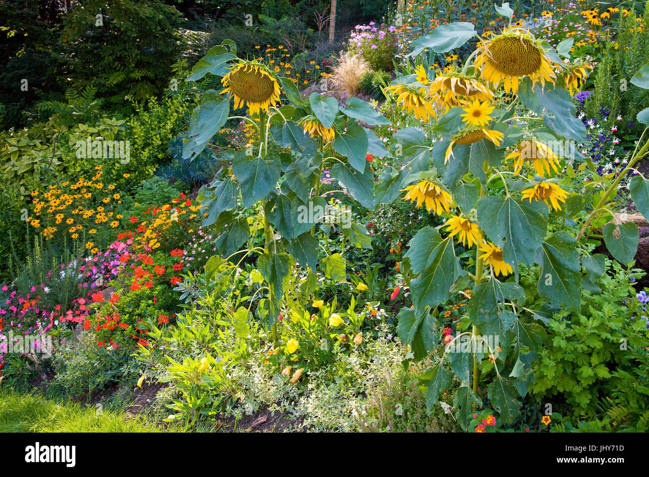 Sunflowers in the garden - guards with sunflowers, Sonnenblumen im Garten - Garden with sunflowers Stock Photo