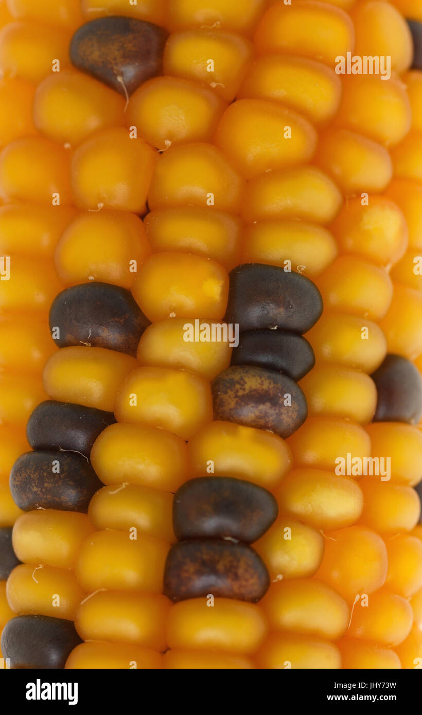 Maize, corncob - Corncob, Mais, Maiskolben - Corncob Stock Photo