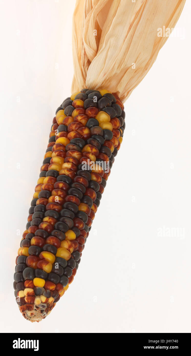 Maize, corncob - Corncob, Mais, Maiskolben - Corncob Stock Photo