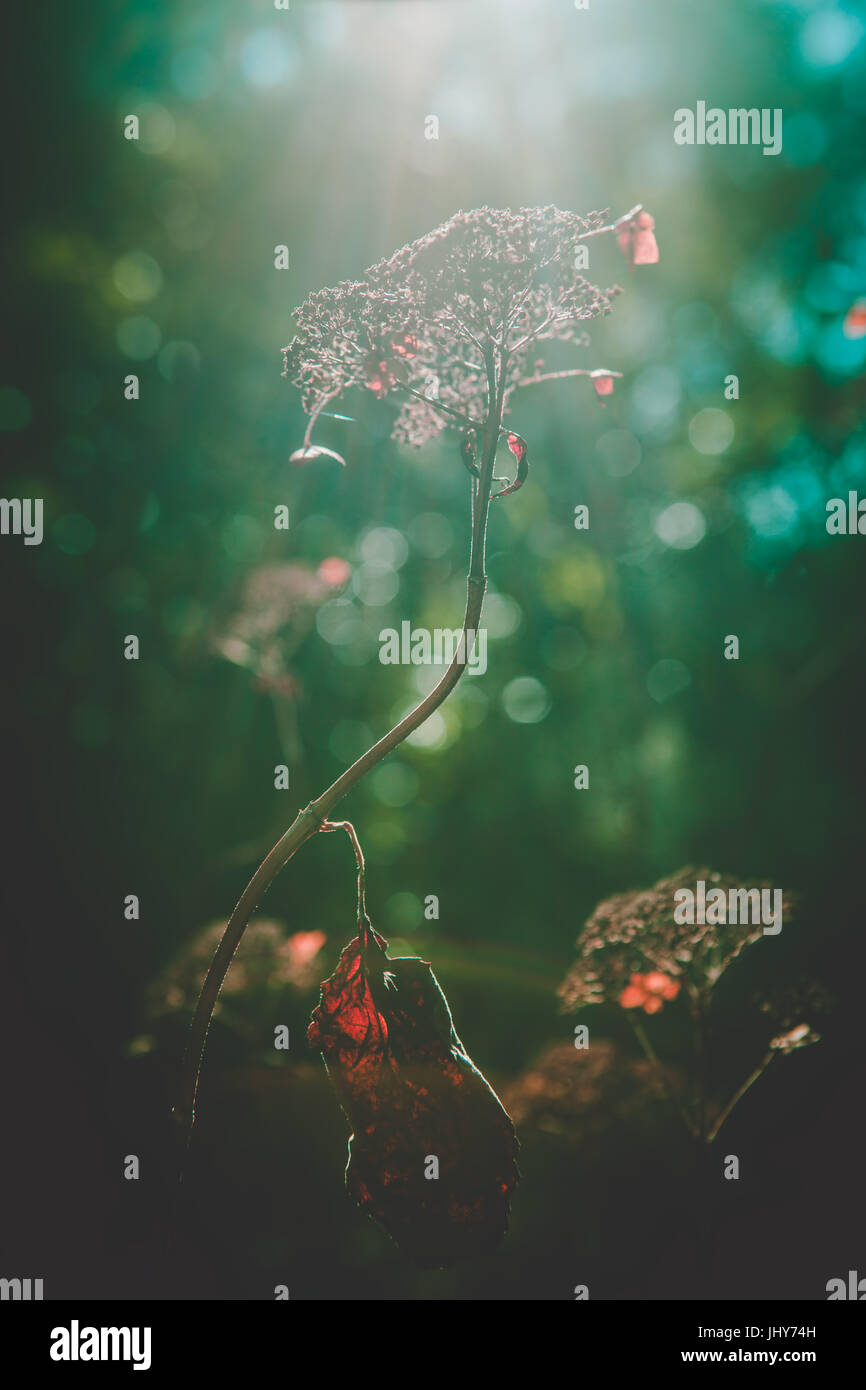 Beautiful bokeh background hi-res stock photography and images - Alamy