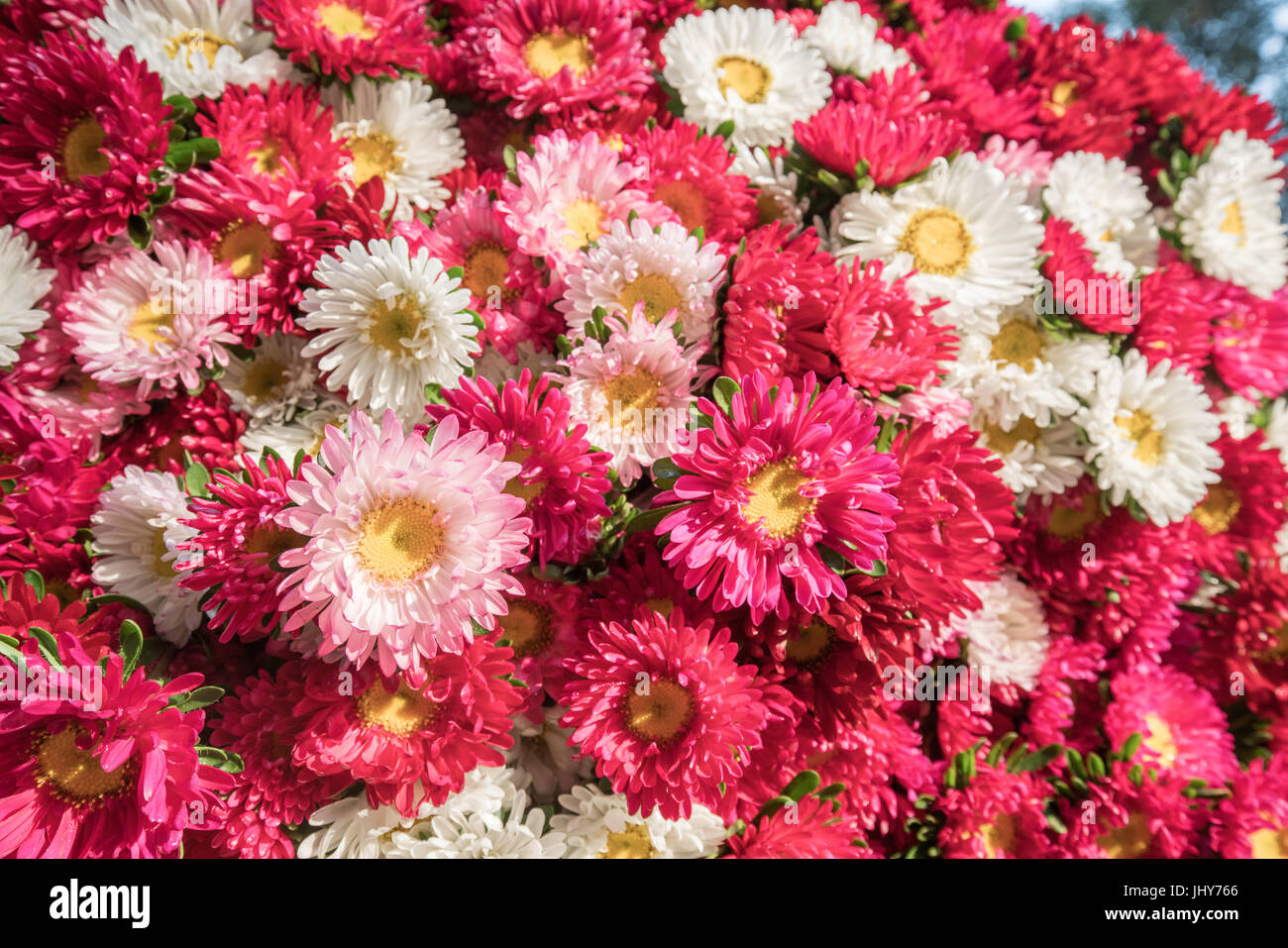 Colorful flowers background for sale at the wholesale flower market in Kyauk Mee on the roadside