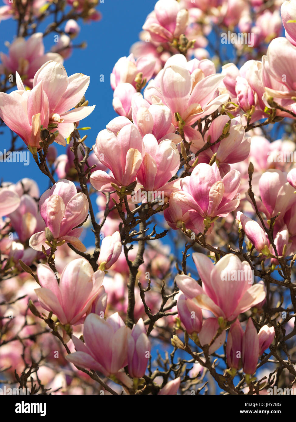 Blossoming magnolia - Blooming magnolia, Blühende Magnolie - Blooming magnolia Stock Photo