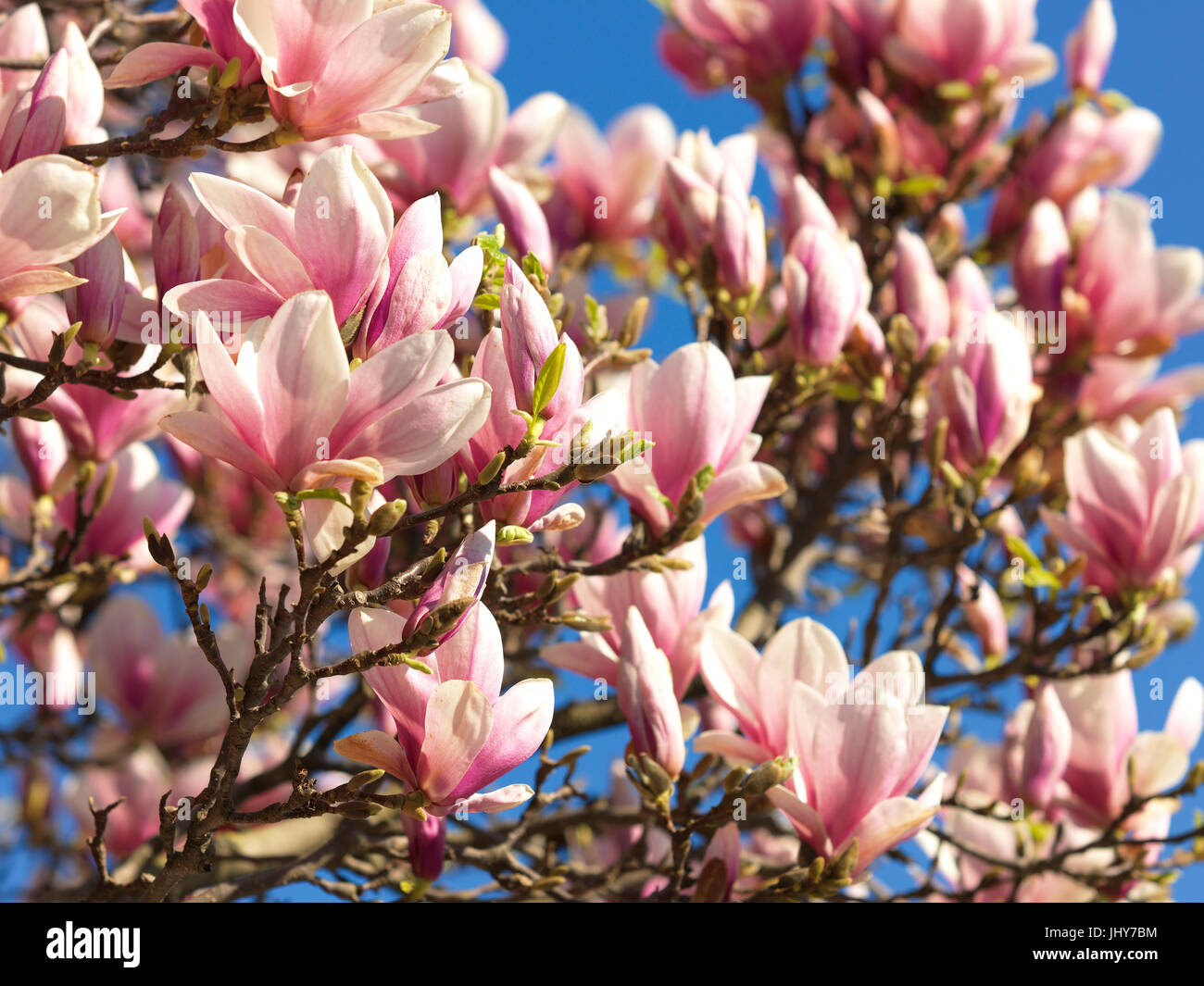 Blossoming magnolia - Blooming magnolia, Blühende Magnolie - Blooming magnolia Stock Photo