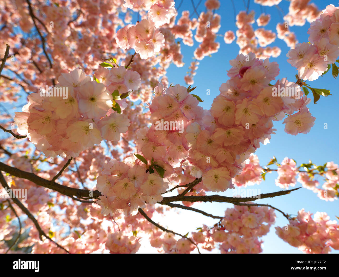 To ornamental cherry - Flowering Chery, Zierkirsche - Flowering Chery Stock Photo