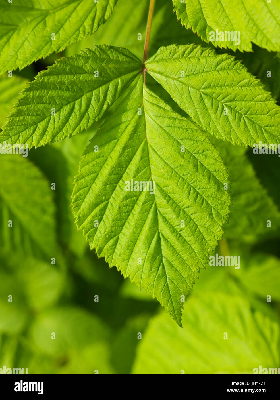 Sheets of the raspberry - Leafs of raspberry, Blätter der Himbeere - Leafs of raspberry Stock Photo