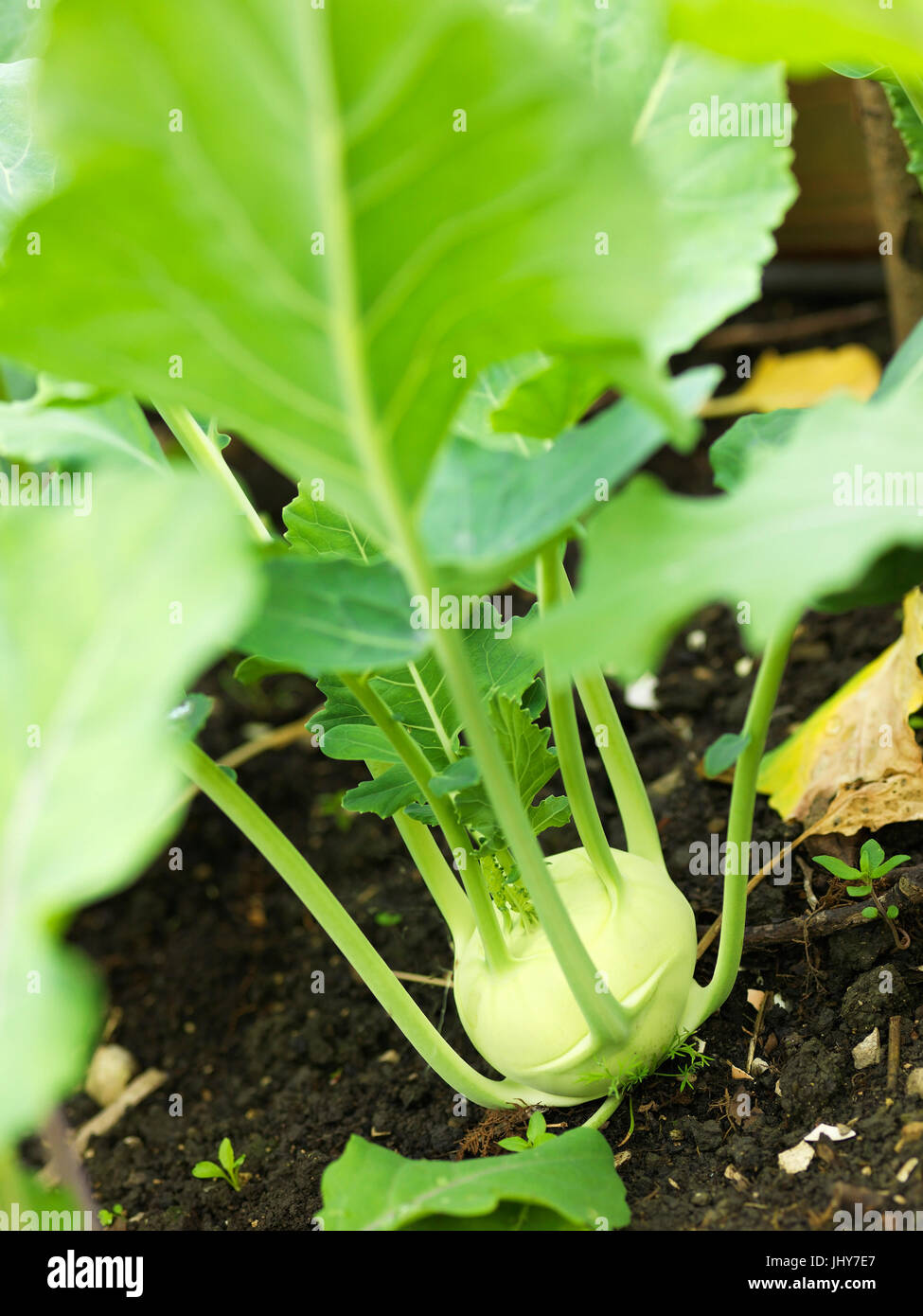 Kohlrabi - Turnip cabbage Stock Photo