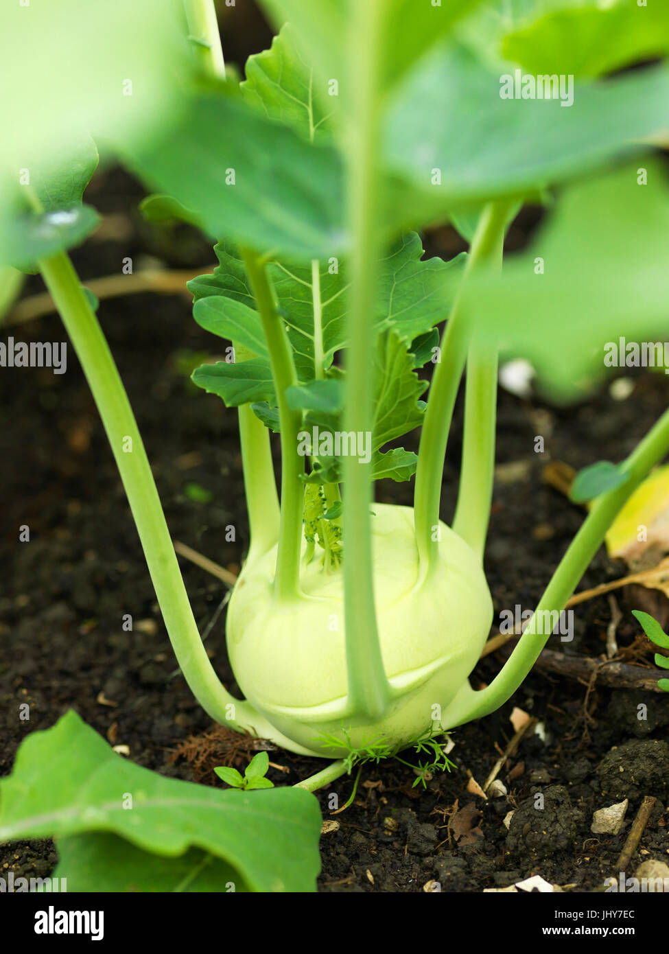 Kohlrabi - Turnip cabbage Stock Photo