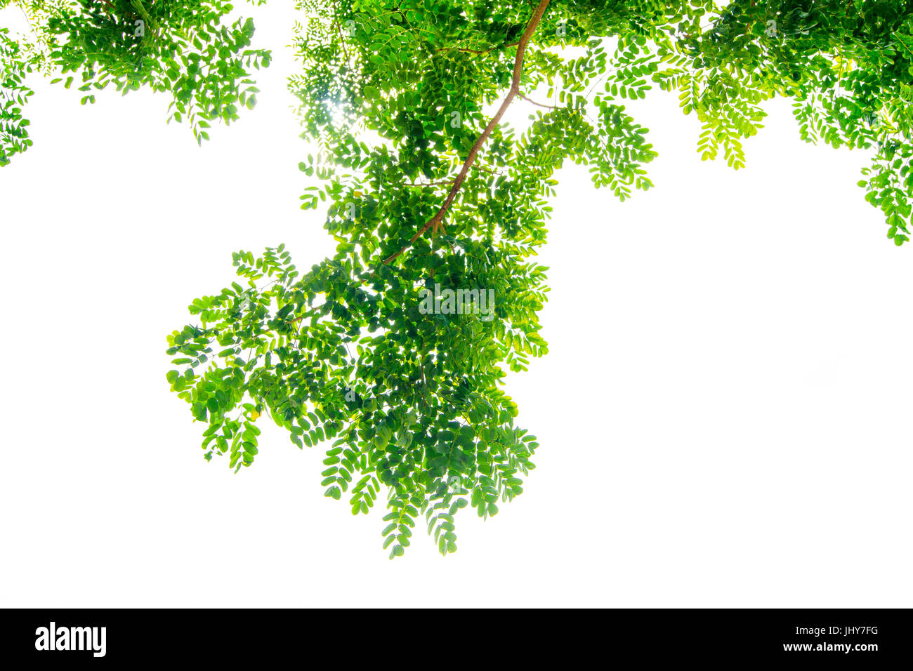The branches and leaves are green on a white background,Clipping Path. Stock Photo