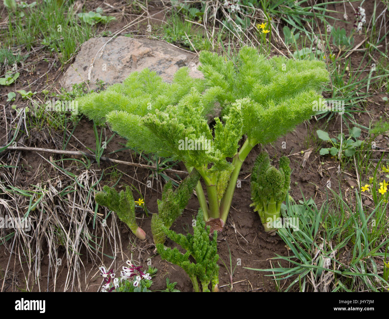 Springtime in the Armenian mountains on the slopes of mountaragats,, fresh green leave from a plant in the Ferula family, possibly Ferula szowitsiana Stock Photo
