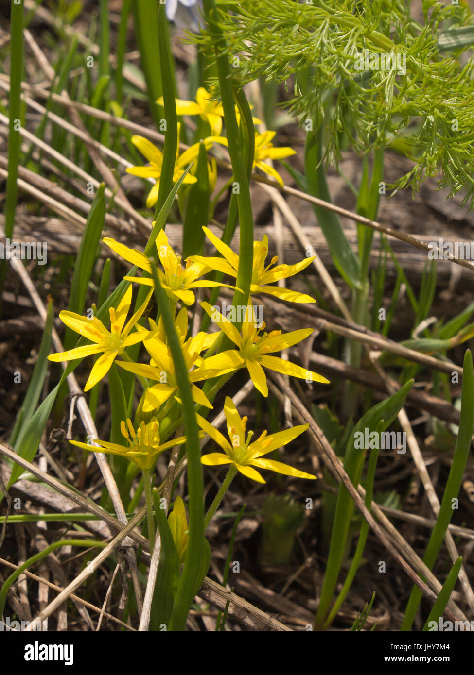 Gagea lutea, Yellow Star-of-Bethlehem, wildflower at home in the Eurasian region, here on the slopes of mount Aragats in Armenia Stock Photo