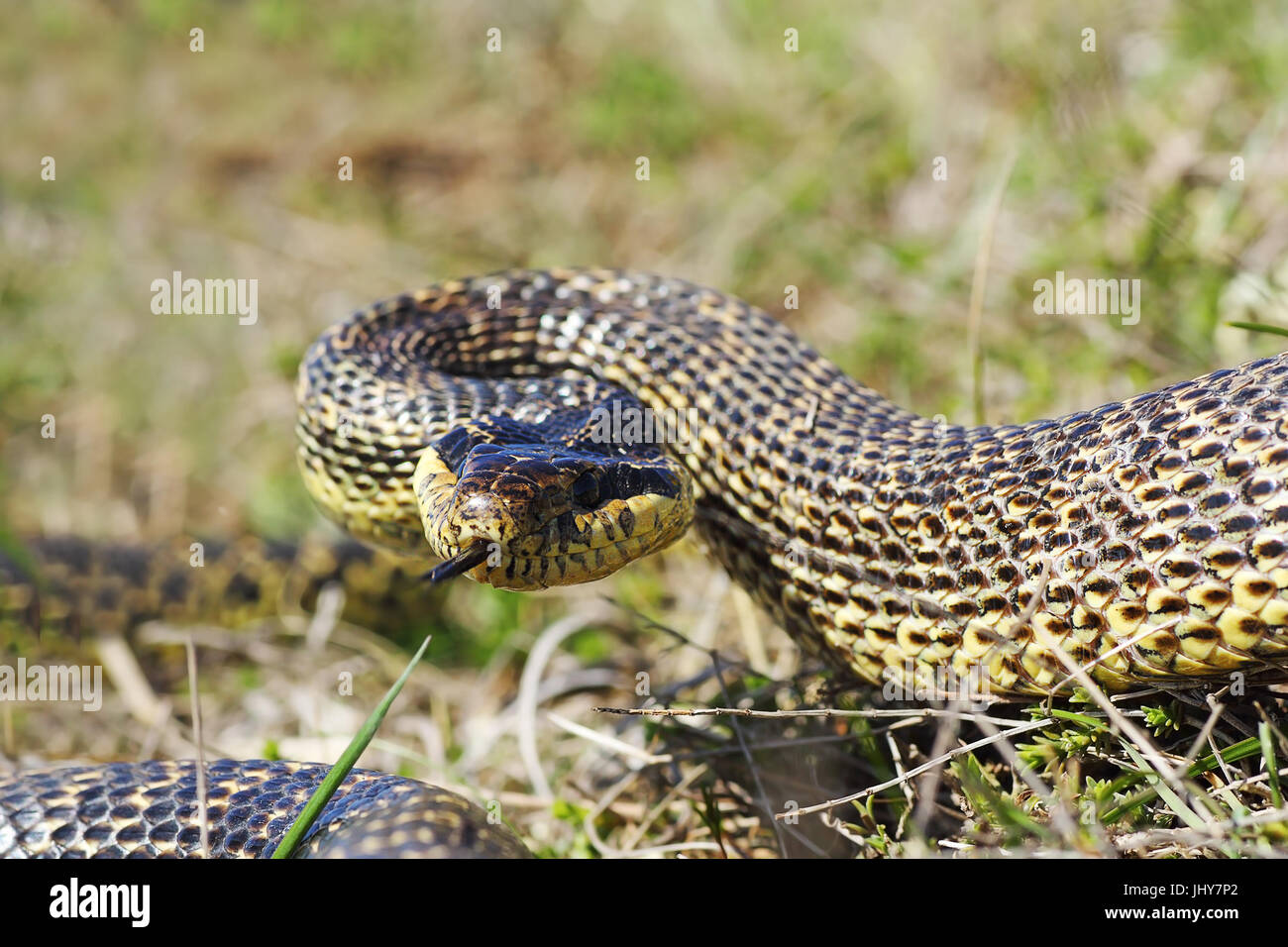 aggressive blotched snake  ready to strike, attack position ( Elaphe sauromates ) Stock Photo