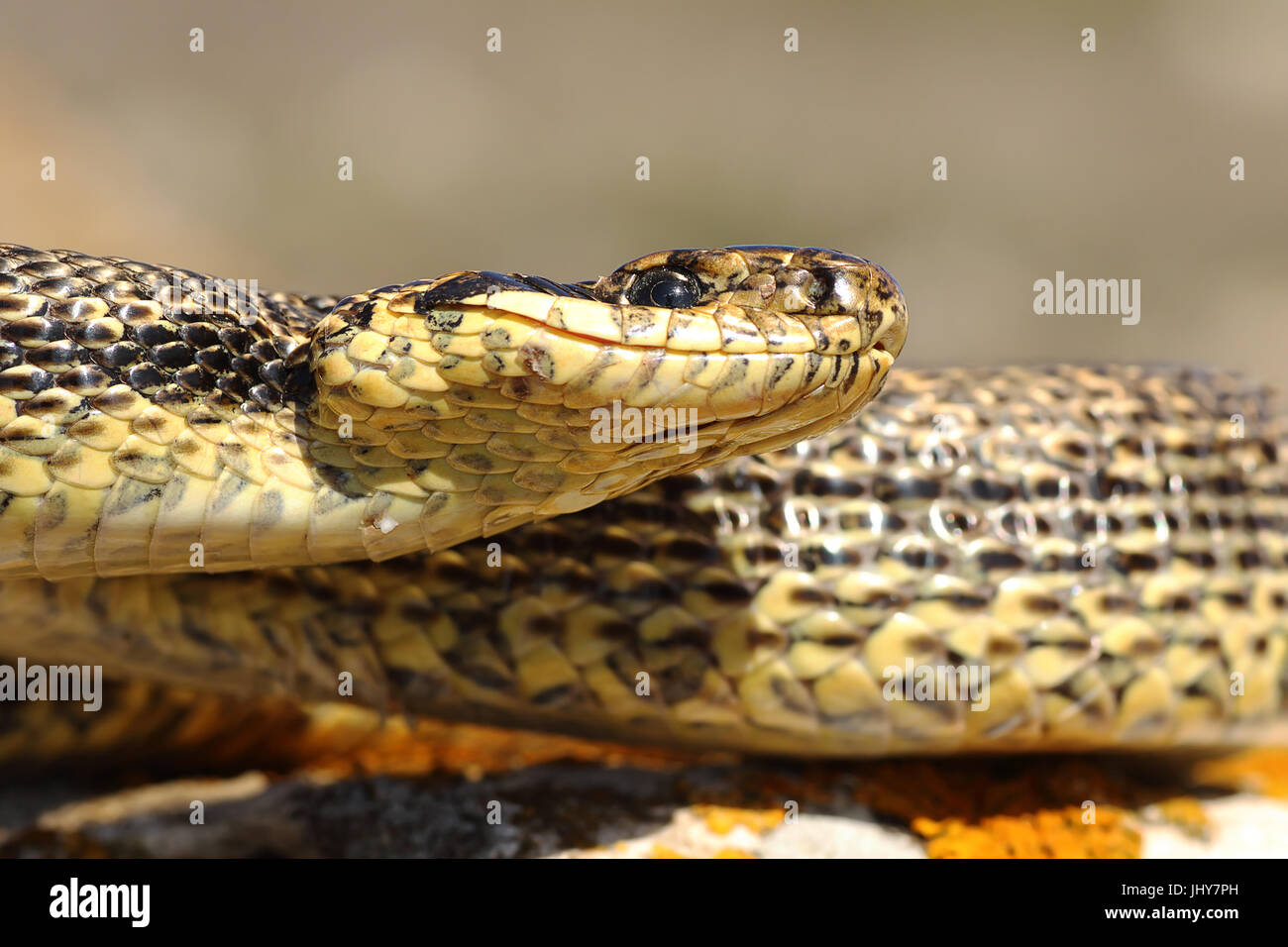 portrait of blotched snake, macro image ( Elaphe sauromates ) Stock Photo