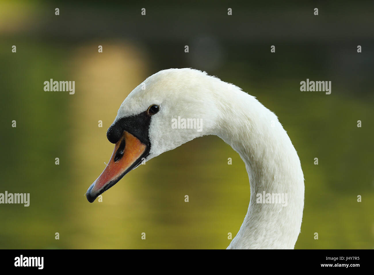 closeup of beautiful mute swan ( Cygnus olor ) Stock Photo
