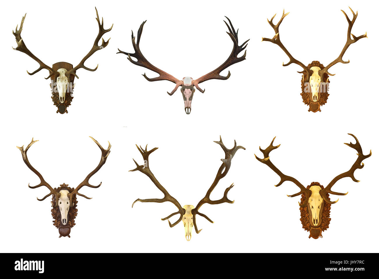 collection of huge red deer buck hunting trophies isolated over white background, game animals ready for your design ( Cervus elaphus ) Stock Photo