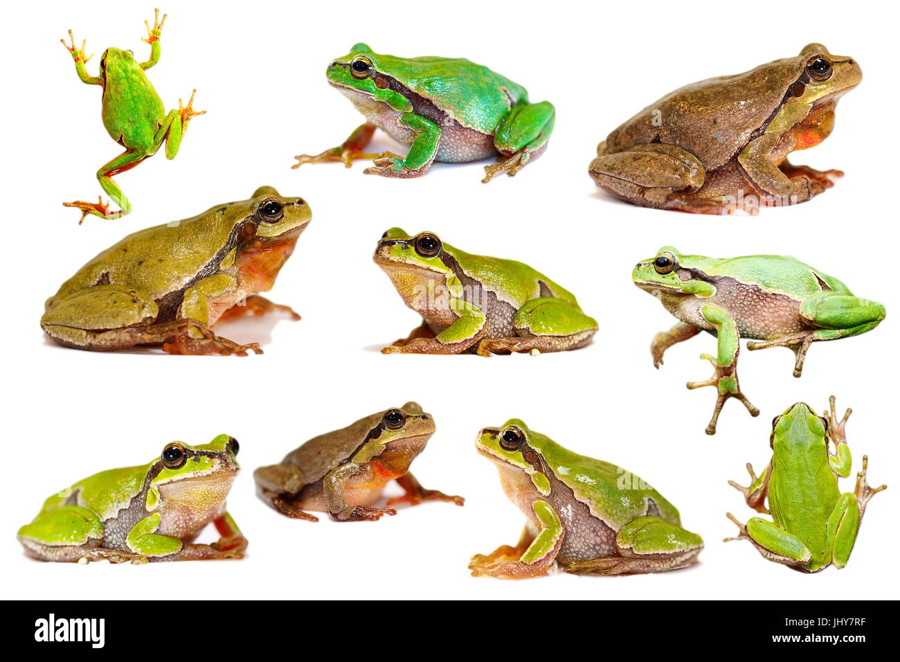collection of european green tree frogs isolated over white background ( Hyla arborea ) Stock Photo