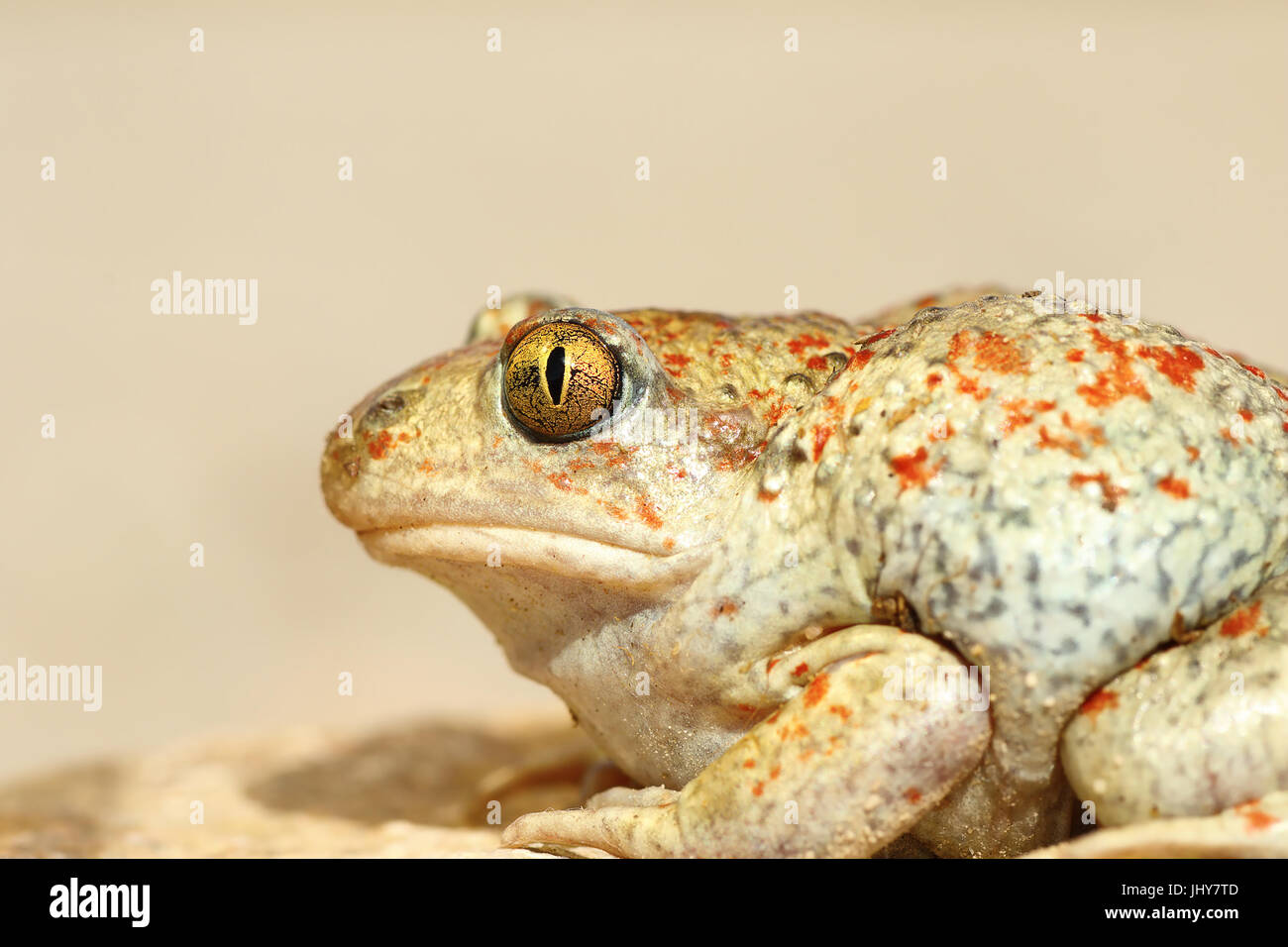 colorful garlic toad close up, detailed macro image ( Pelobates fuscus ) Stock Photo