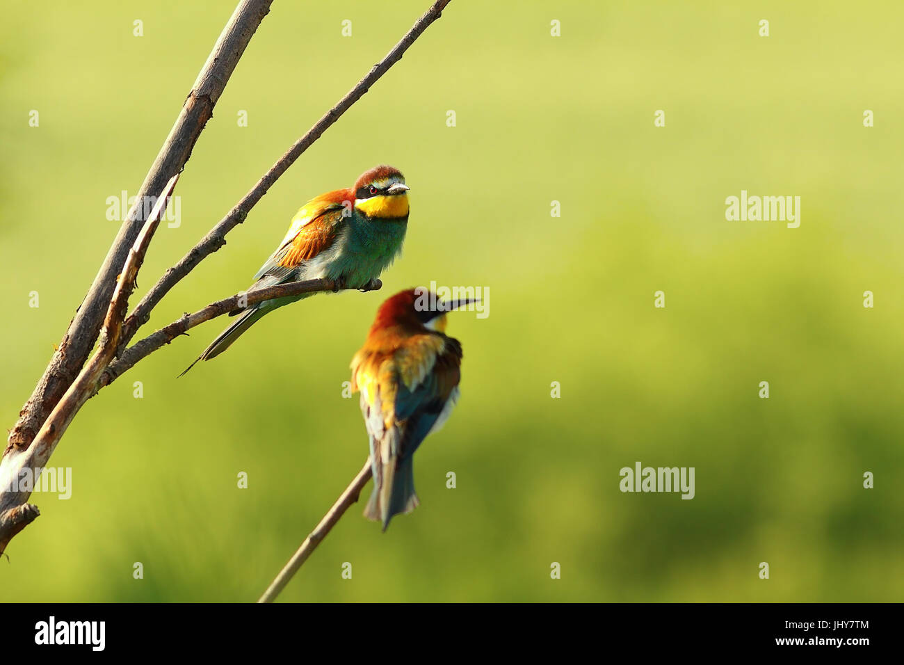 couple of european bee eaters standing on twigs near the colony ( Merops apiaster ) Stock Photo