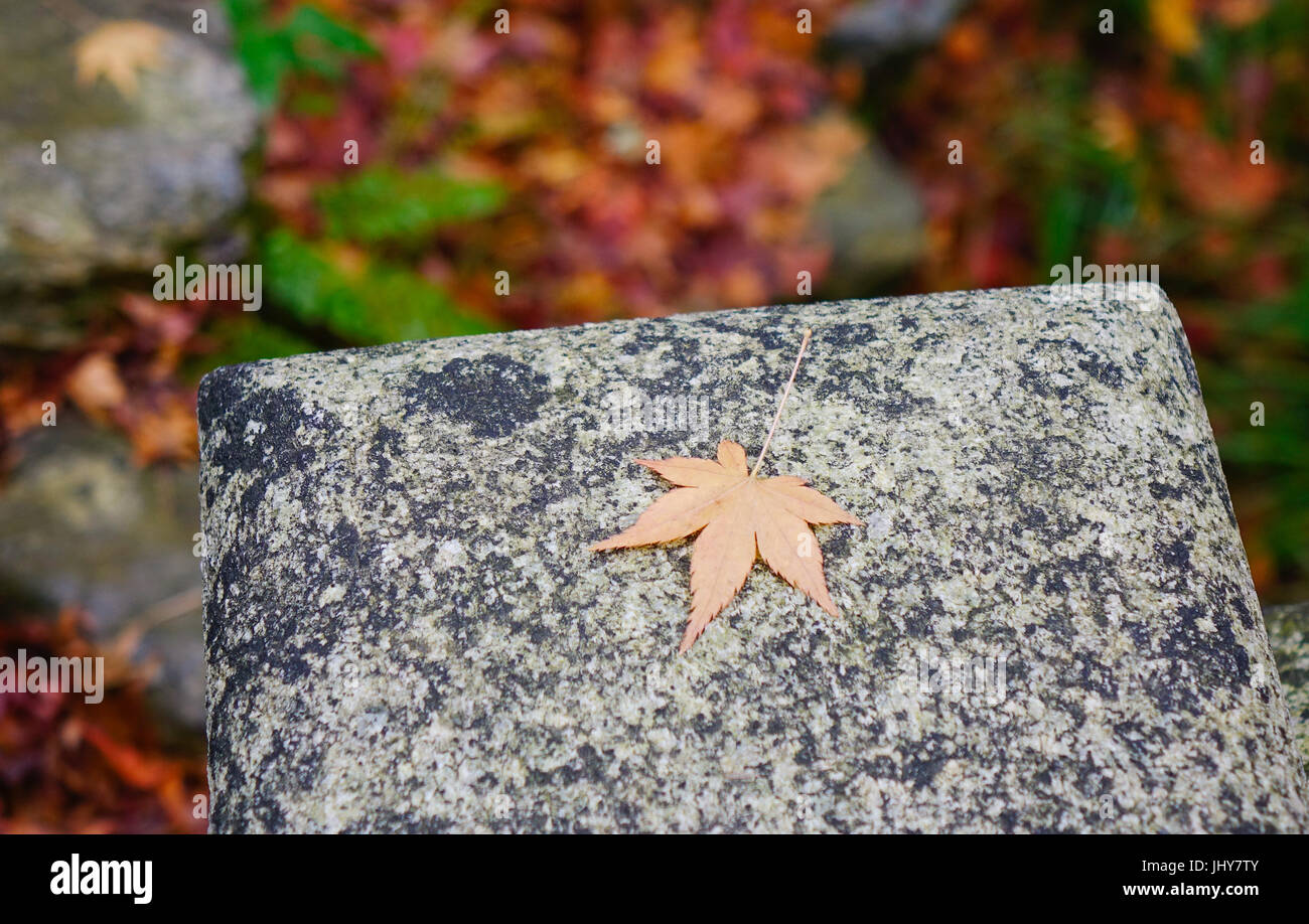 Landscape Of Japanese Garden At Autumn Maple Leaf On The Stone