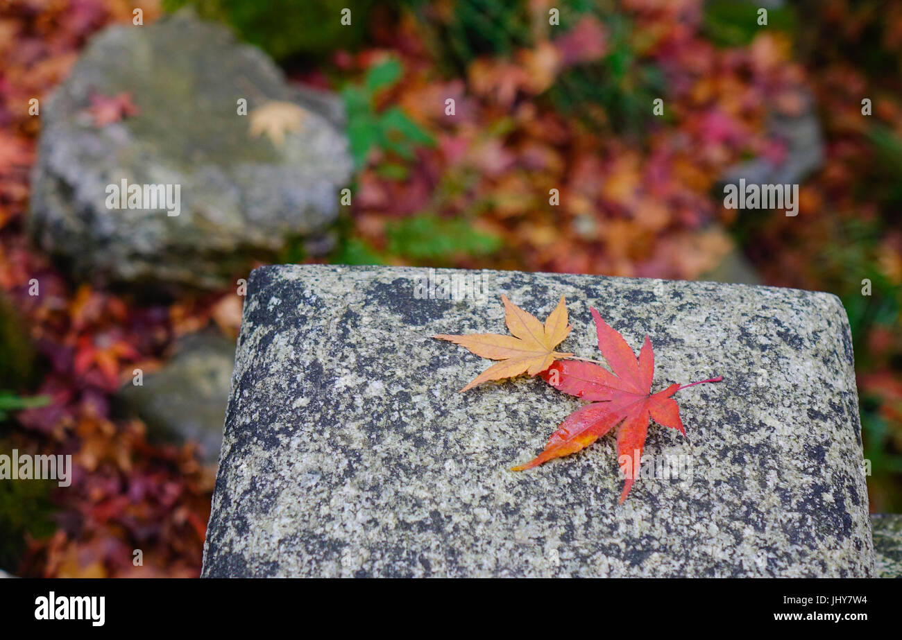 Landscape Of Japanese Garden At Autumn Maple Leaves On The Stone