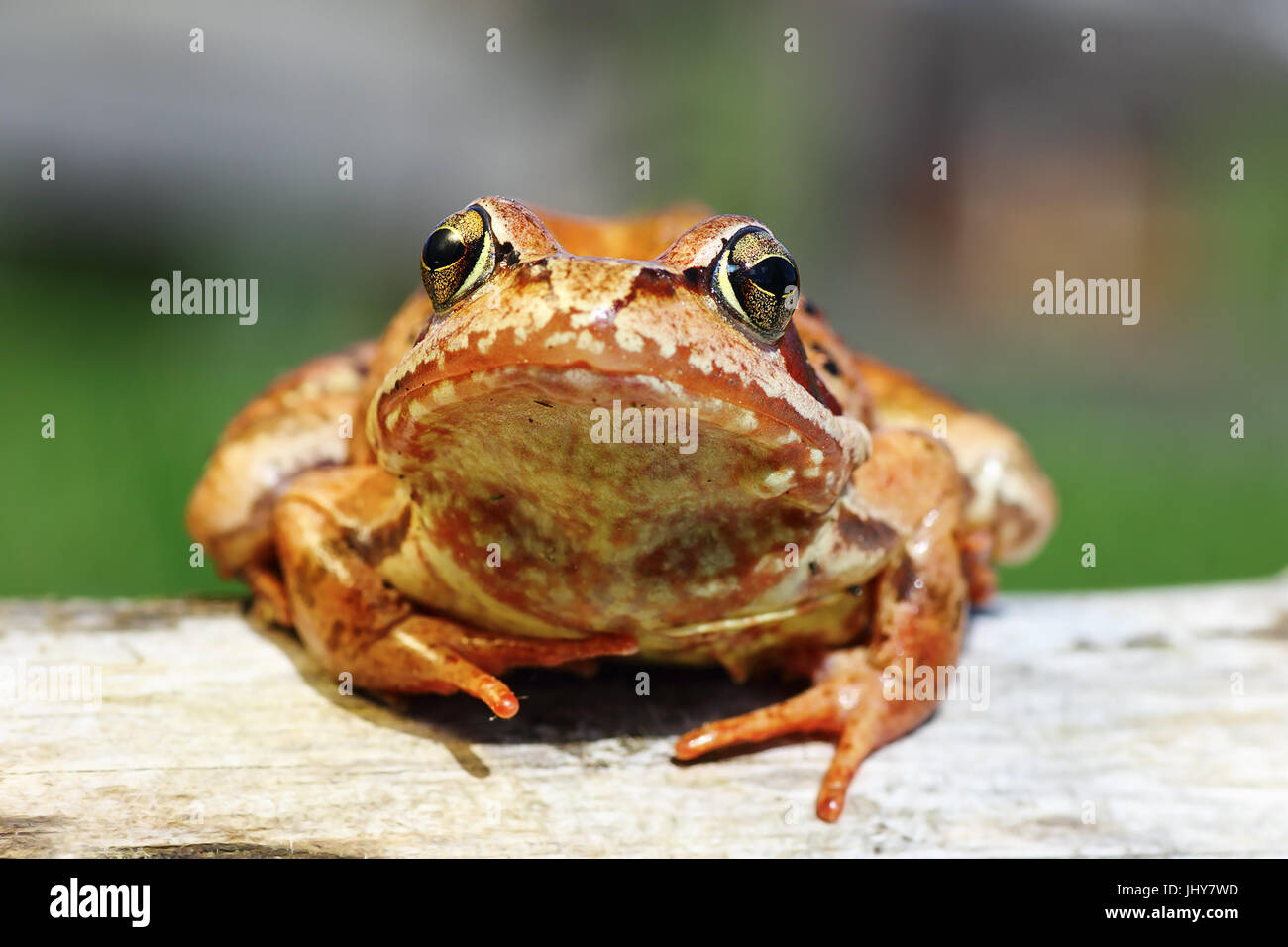cute portrait of Rana temporaria, the european common brown frog, animal looking at the camera Stock Photo