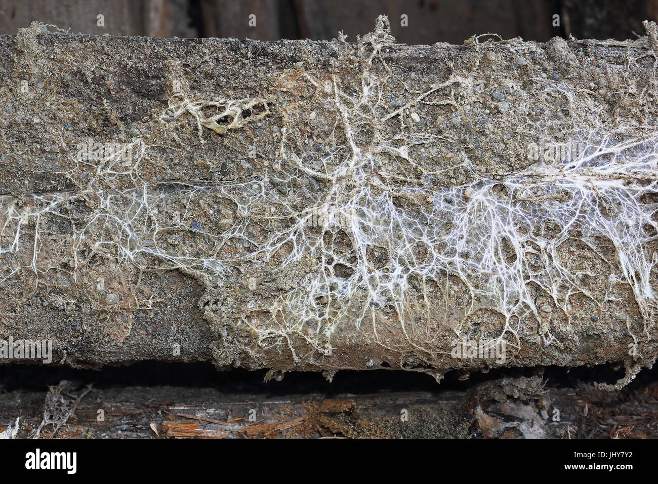 fungus attack on wooden beam, mycelium of Serpula lacrymans and Fibroporia vaillantii Stock Photo