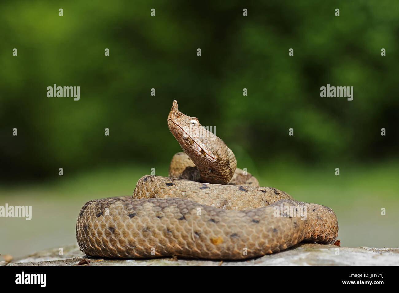 large female nose nosed viper basking on rock ( Vipera ammodytes, the most venomous european snake ) Stock Photo