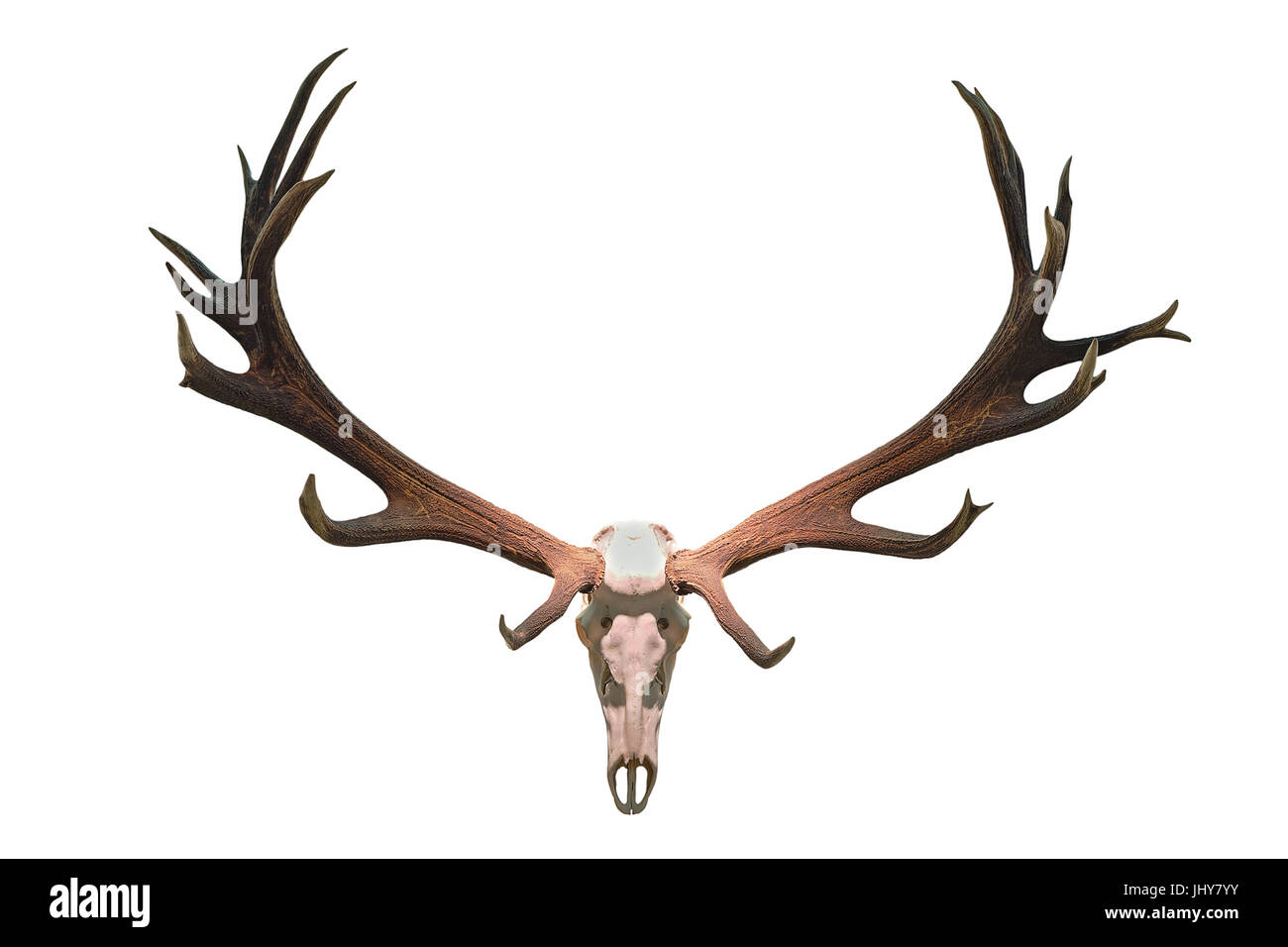 monster deer hunting trophy isolated over white background ( Cervus elaphus, red deer stag skull with huge antlers ) Stock Photo