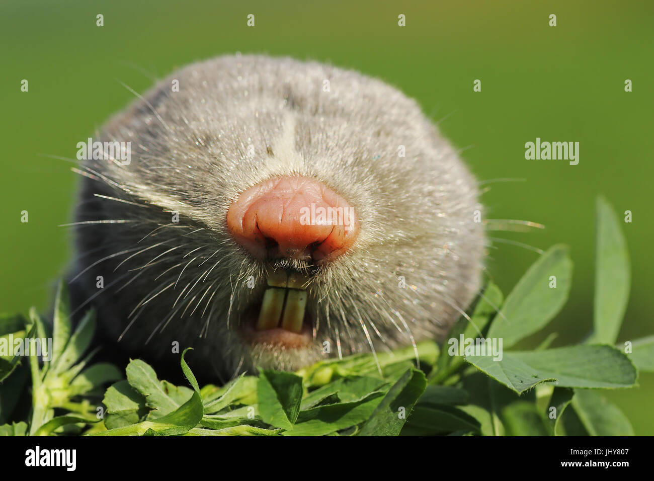 portrait of lesser mole rat ( Spalax leucodon ) Stock Photo