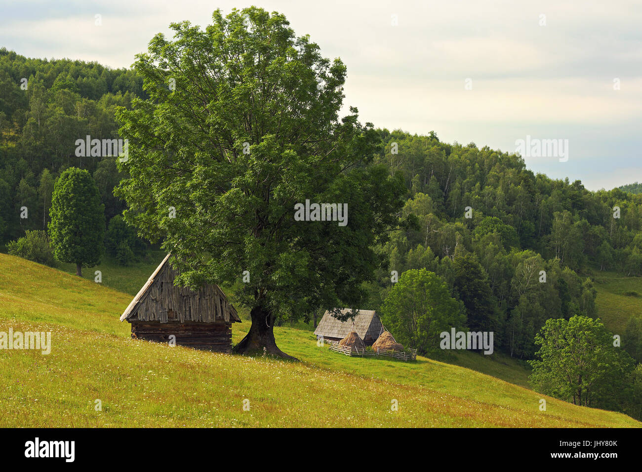 romanian mountain meadow with seasonal stalls for cattle; the people are going in the mountains with their livestock for summer season Stock Photo