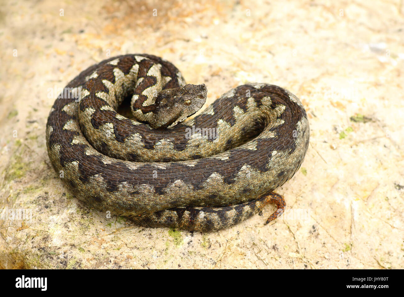sand viper basking on a rock ( Vipera ammodytes, the most poisonous european snake ) Stock Photo