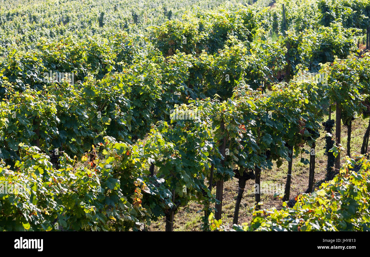 Vineyard, Wachau - Vineyard, Wachau region, Weinberg, Wachau Region Stock Photo
